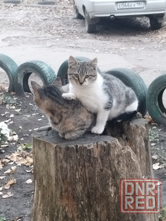 Отдаю в добрые руки Макеевка - изображение 2