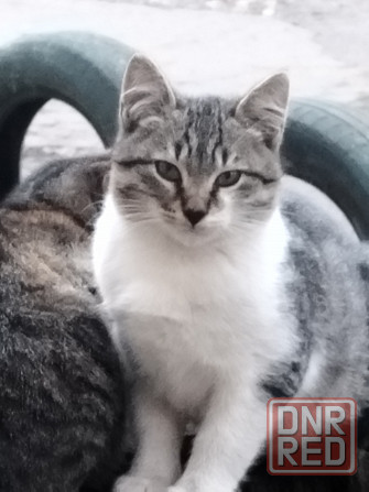 Отдаю в добрые руки Макеевка - изображение 1