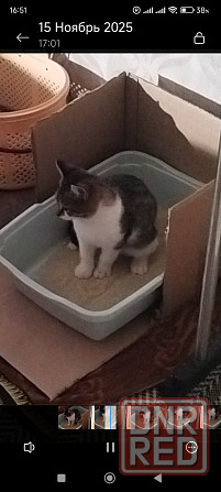 Отдаю в добрые руки Макеевка - изображение 3