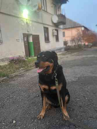 Вязка собаки, ротвейлер самец Макеевка