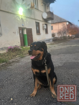 Вязка собаки, ротвейлер самец Макеевка - изображение 1