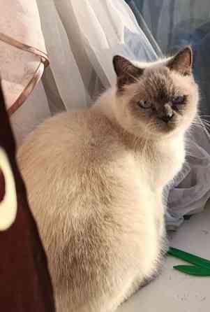 Ищу сиамского кота для вязки, кошка ждет! Донецк