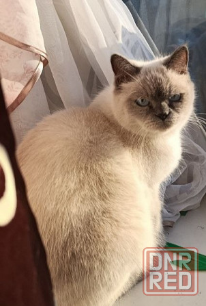 Ищу сиамского кота для вязки, кошка ждет! Донецк - изображение 1
