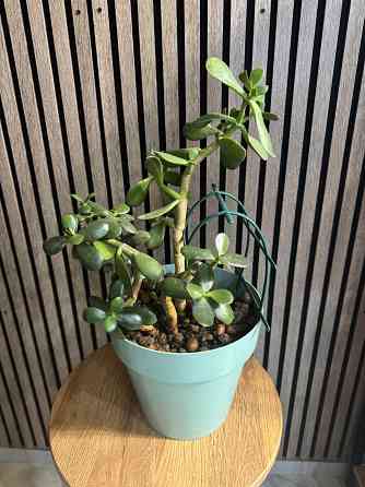 Денежное дерево Донецк