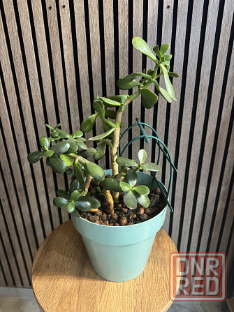 Денежное дерево Донецк - изображение 1