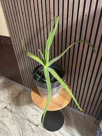 Алоэ крупнолистное Донецк