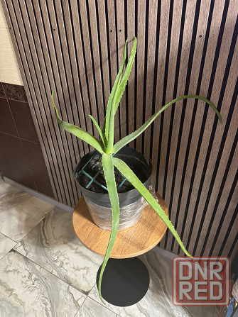 Алоэ крупнолистное Донецк - изображение 1