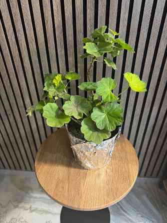 Герань белая Донецк