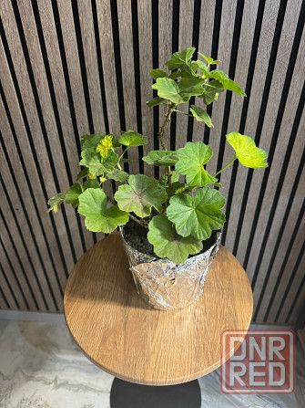 Герань белая Донецк - изображение 1