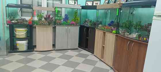 Рыбки аквариумные Донецк