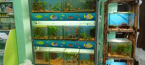 Рыбки аквариумные Донецк