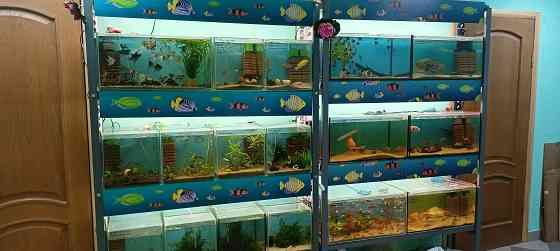 Рыбки аквариумные Донецк