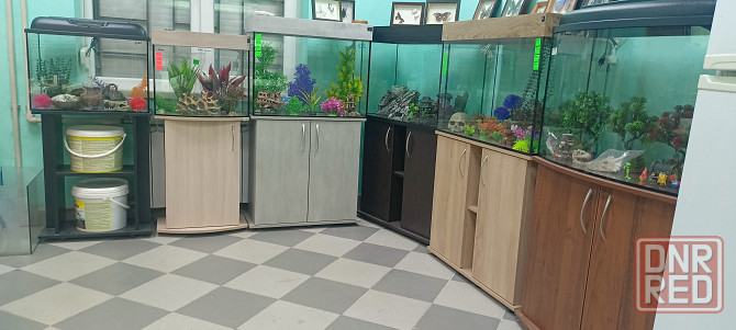 Рыбки аквариумные Донецк - изображение 3