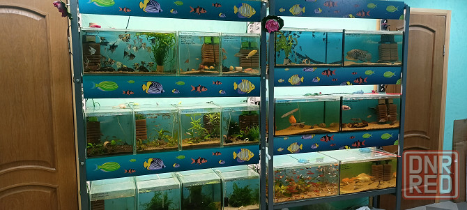 Рыбки аквариумные Донецк - изображение 6