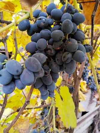 Виноград Молдова Донецк