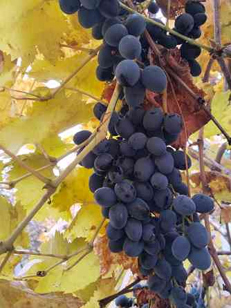 Виноград Молдова Донецк