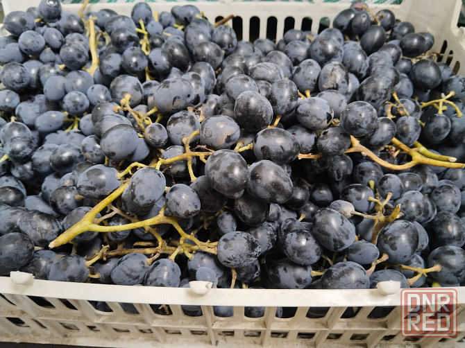 Виноград Молдова Донецк - изображение 1