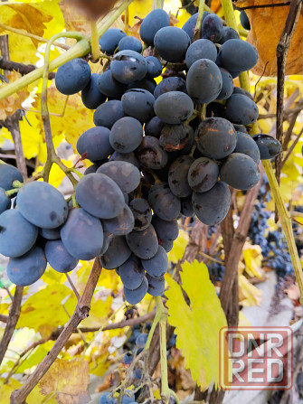 Виноград Молдова Донецк - изображение 2