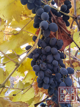 Виноград Молдова Донецк - изображение 3