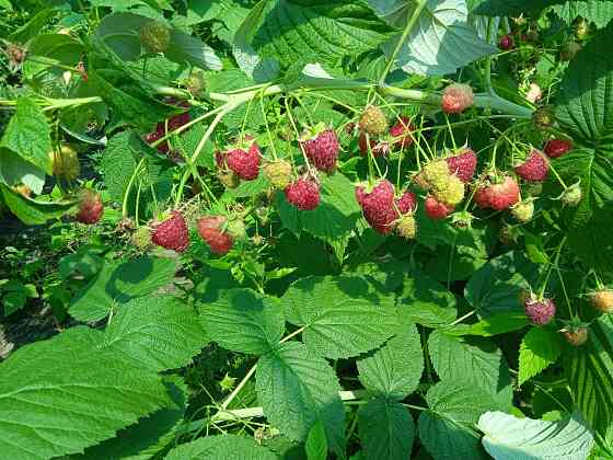 Малина Полана Донецк