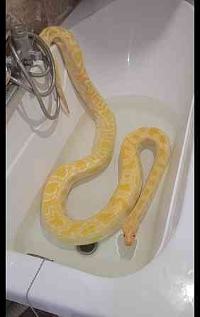 Тигровый питон Луганск