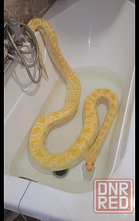 Тигровый питон Луганск - изображение 1