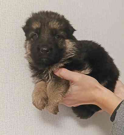 Немец щенок Макеевка