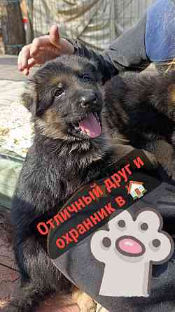 Немец щенок Макеевка