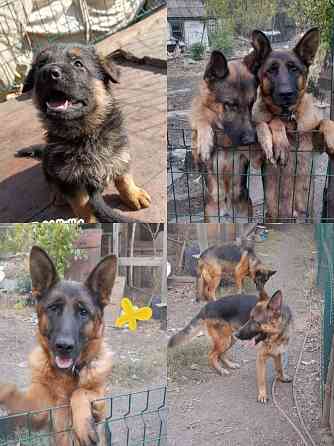 Немец щенок Макеевка