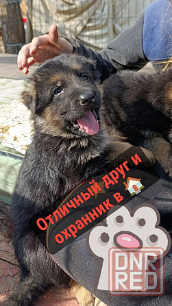 Немец щенок Макеевка - изображение 3