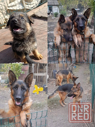 Немец щенок Макеевка - изображение 4