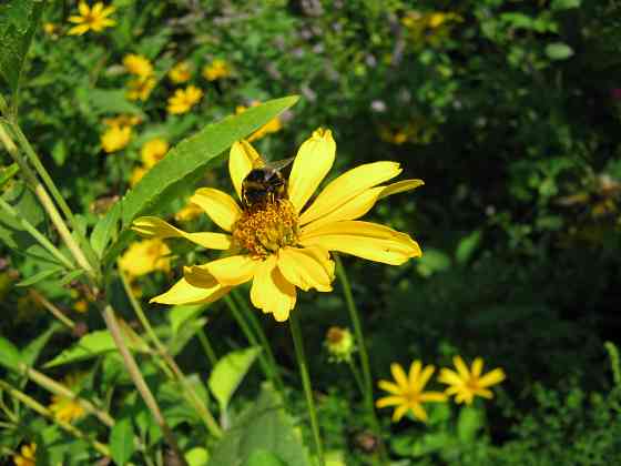 Швейная подольская 1970г Донецк