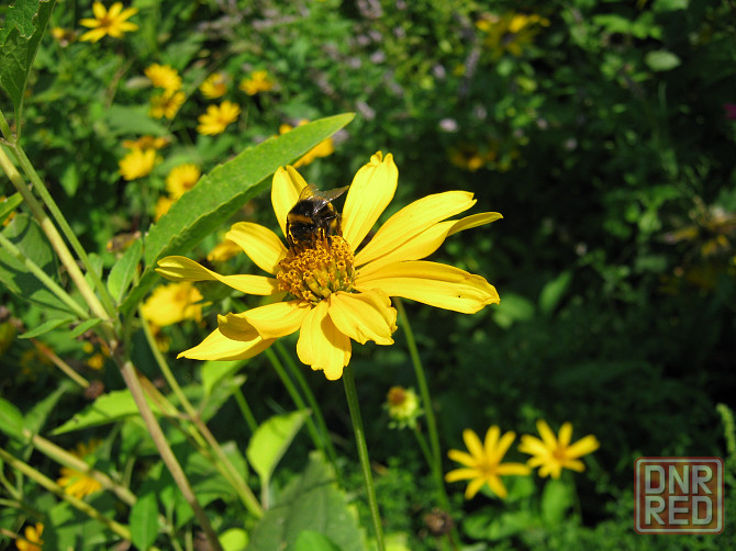 Швейная подольская 1970г Донецк - изображение 1