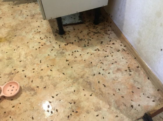 Дезинфекция. Уничтожение клопов тараканов Донецк