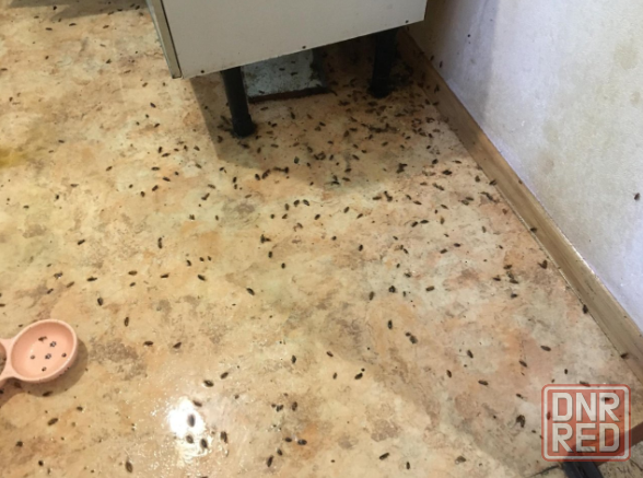 Дезинфекция. Уничтожение клопов тараканов Донецк - изображение 1