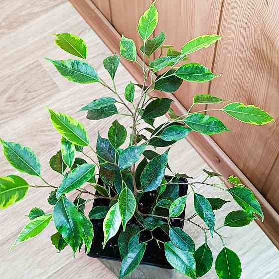 Фикус Бенджамина "Анастасия" Донецк