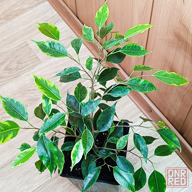 Фикус Бенджамина "Анастасия" Донецк - изображение 1