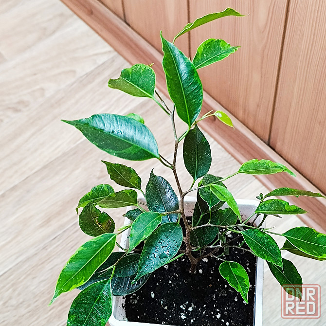 Фикус Бенджамина "Анастасия" Донецк - изображение 2