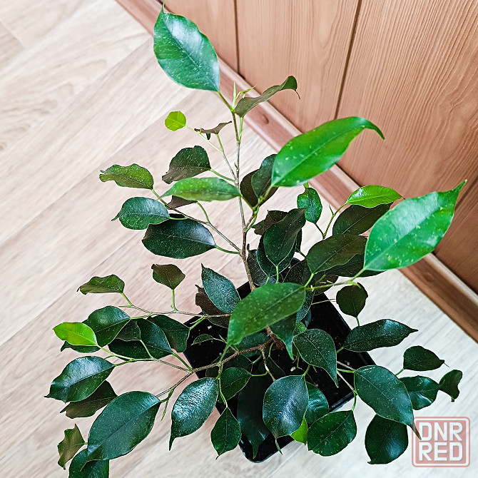 Фикус Бенджамина "Даниэль" Донецк - изображение 1