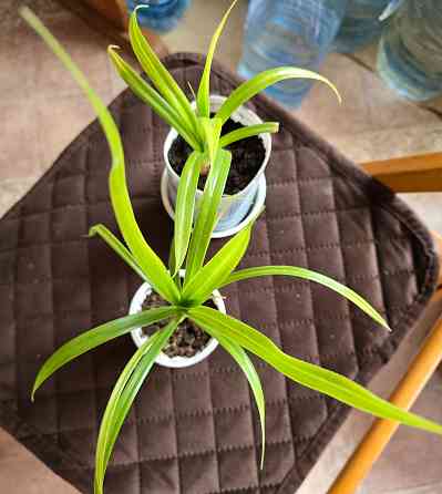 Пальма Панданус Донецк