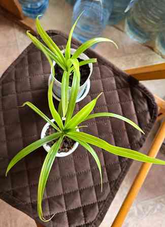 Пальма Панданус Донецк