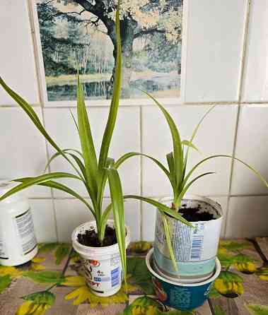 Пальма Панданус Донецк