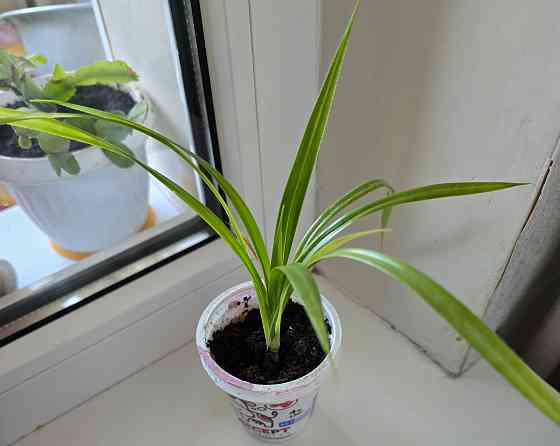 Пальма Панданус Донецк