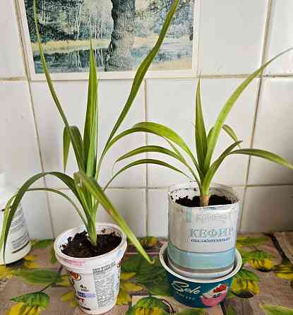 Пальма Панданус Донецк