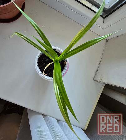 Пальма Панданус Донецк - изображение 3