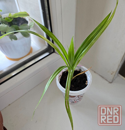 Пальма Панданус Донецк - изображение 2