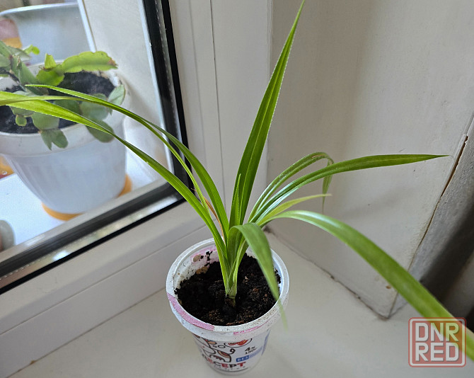 Пальма Панданус Донецк - изображение 1