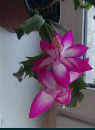 Красный, лиловый, розовый декабрист, Шлюмбергера. Ростки. Донецк