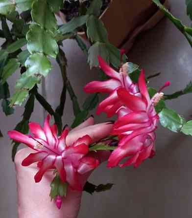 Красный, лиловый, розовый декабрист, Шлюмбергера. Ростки. Донецк