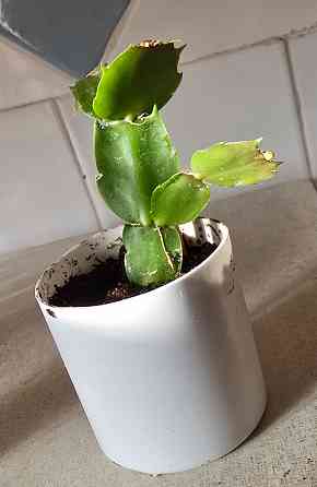 Красный декабрист, Шлюмбергера. Ростки. Донецк